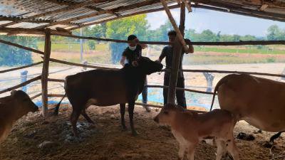 ฉีดวัคซีนป้องกันโรคลัมปีสกินฯ