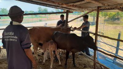 ฉีดวัคซีนป้องกันโรคลัมปีสกินฯ