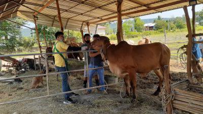 ฉีดวัคซีนป้องกันโรคลัมปีสกินฯ