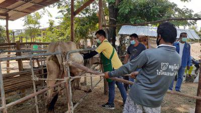 ฉีดวัคซีนป้องกันโรคลัมปีสกินฯ