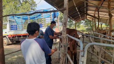 ฉีดวัคซีนป้องกันโรคลัมปีสกินฯ