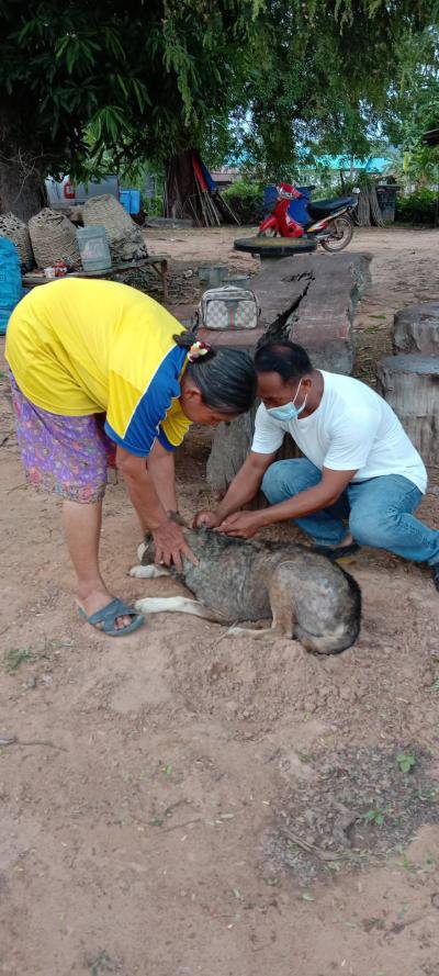 โครงการฉีดวัคซีนป้องกันโรคพิษสุนัขบ้าฯ ประจำปี 2564