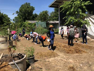 ปลูกผักสวนครัว ตามโครงการสนับสนุนขับเคลื่อนหมู่บ้านตามหลักปรัชญาเศรษฐกิจพอเพียงฯ