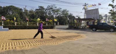 อบต.ภูหลวง อำนวยพื้นที่ในการตากข้าว