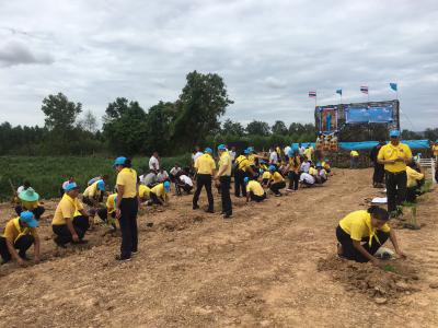 โครงการส่งเสริมการปลูกหญ้าแฝกฯ ประจำปี 2562