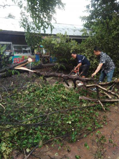 งานป้องกันฯ ตัดต้นไม้กีดขวางทางจราจร