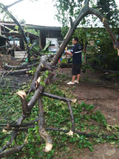 งานป้องกันฯ ตัดต้นไม้กีดขวางทางจราจร