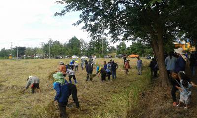 ร่วมงานลงแขกเกี่ยวข้าว แปลงสาธิตการเกษตรทฤษฎีใหม่ฯ