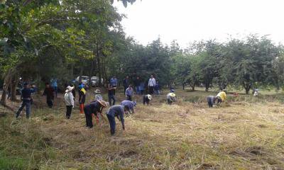 ร่วมงานลงแขกเกี่ยวข้าว แปลงสาธิตการเกษตรทฤษฎีใหม่ฯ