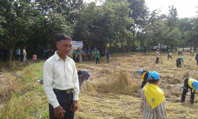 ร่วมงานลงแขกเกี่ยวข้าว แปลงสาธิตการเกษตรทฤษฎีใหม่ฯ