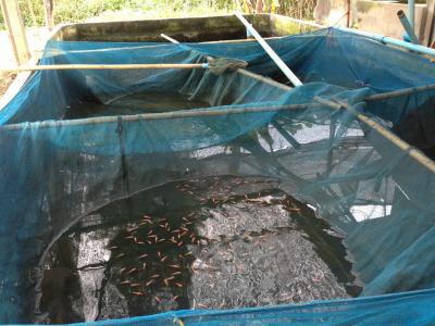 งานจัดเก็บรายได้ ออกสำรวจภาษี บ้านหนองกก ม.7ฯ 