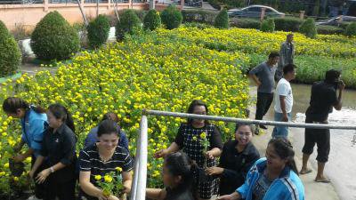 มอบต้นกล้าดาวเรืองให้อำเภอปักธงชัยฯ