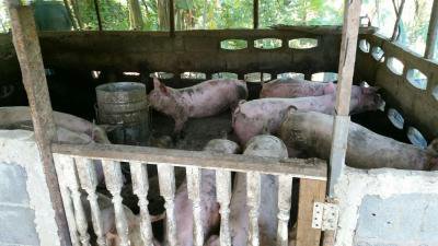 อบต.ภูหลวง ออกตรวจสอบเรื่องร้องเรียน (กลิ่นเหม็นสุกร)