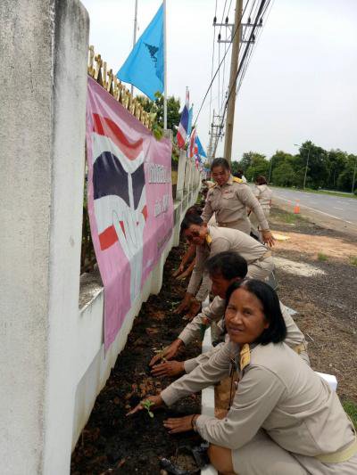 ปลูกต้นดาวเรืองและต้นทานตะวัน