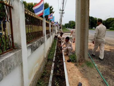 ปลูกต้นดาวเรืองและต้นทานตะวัน