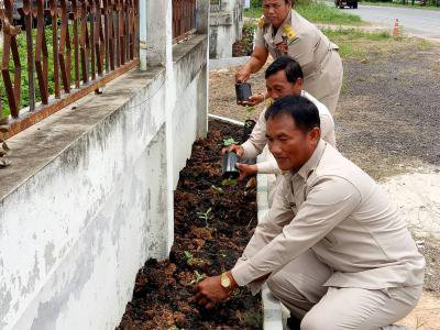ปลูกต้นดาวเรืองและต้นทานตะวัน