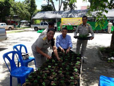 ปลูกต้นดาวเรืองและต้นทานตะวัน