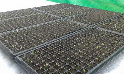 ปลูกดอกดาวเรือง