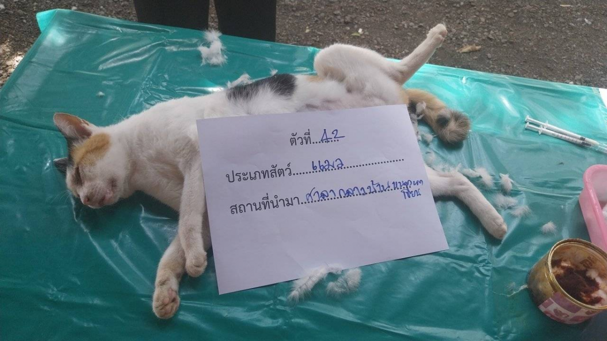 โครงการสัตว์ปลอดโรค คนปลอดภัยจากโรคพิษสุนัขบ้า ประจำปี 2567