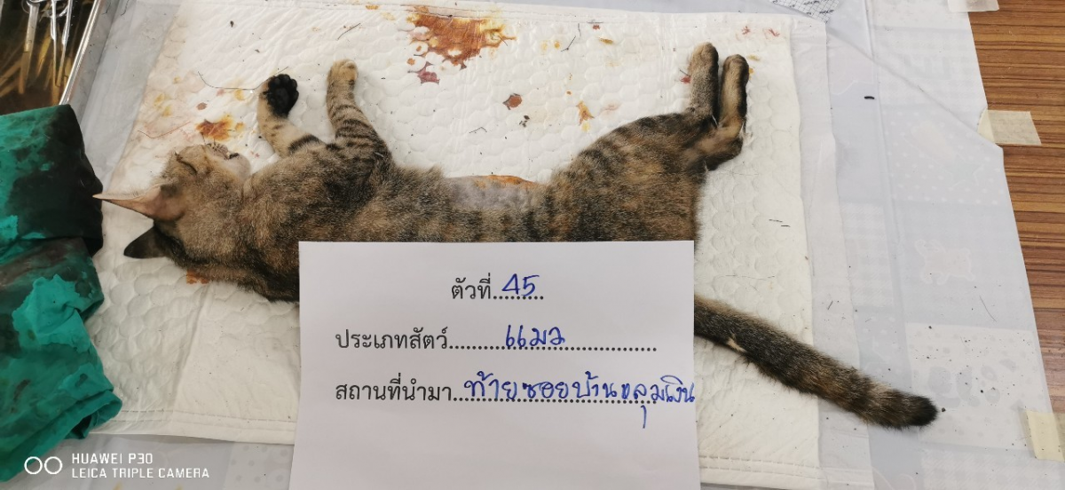 โครงการสัตว์ปลอดโรค คนปลอดภัยจากโรคพิษสุนัขบ้า ประจำปี 2567