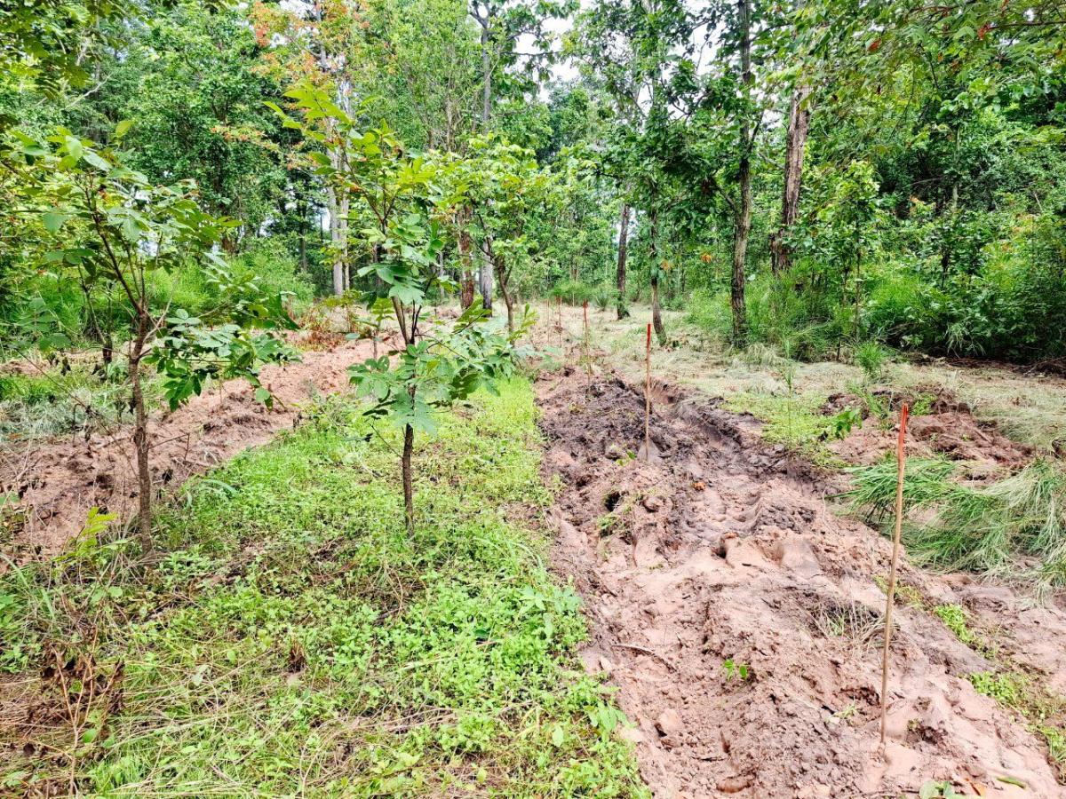 โครงการส่งเสริมการปลูกป่าชุมชนตำบลภูหลวง
