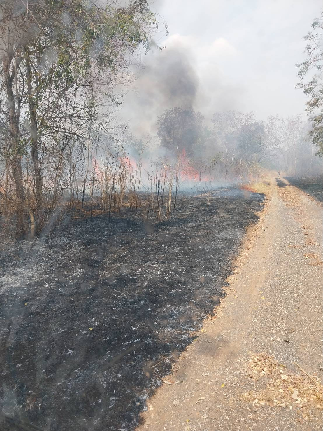 ดำเนินการระงับเหตุเพลิงไหม้ป่าบริเวณหลังหมู่บ้านหลุมเงิน หมู่ที่ ๕ 